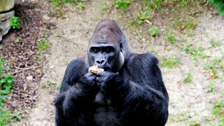 Giant Gorilla enjoy the fast food.