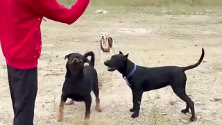 rottweiler vs presa canario bs Labrador