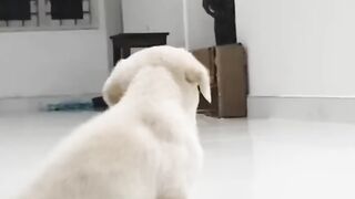 labradorlabrador puppy saw mom on Kitchen