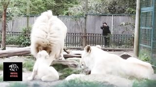 Lions Feed babies|lions video|White lions|