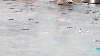 Haryanvi labrador puppies