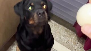 Rottweiler speed