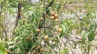 Pomegranate And Peach ???? Garden Visit