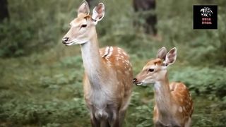 Deer|Deer in forest|Deer with baby video