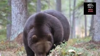 Bear video|Reech in forest|Bear sound