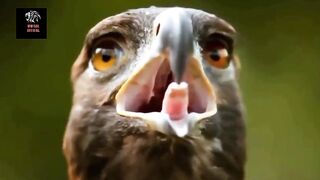 Eagle Attack|eagle video|eagle eyes