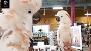 Cockatoo Talking|Cockatoo agrassive parrot|cockatoo in australia