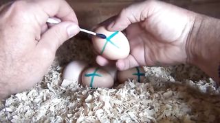 Hen hatch eggs|Hen video|Fancy Hen chicks