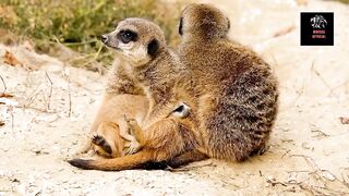 Meerkat video|Meerkat animal video|Meerkat family