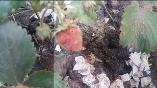 Strawberry video garden