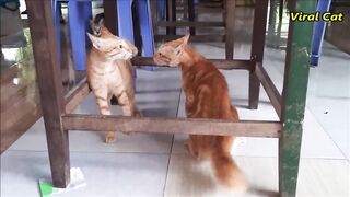 cats fighting