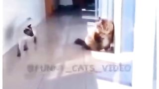 Cat funny video