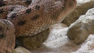 Snake | snake discovery |  snake vs mongoose real fight