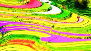 Honghe Hani  rice terraces / China/