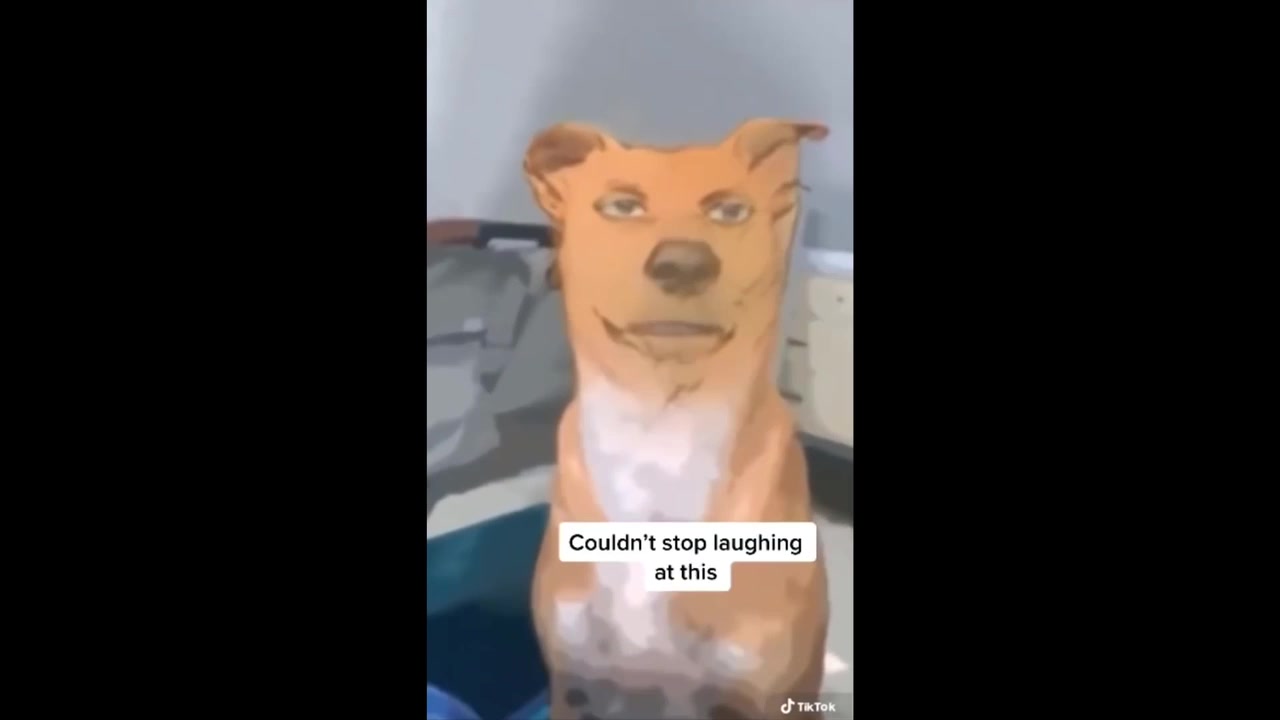 Funniest TikTok Dogs and Cats 2