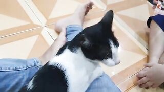 SHARING My Cute Pets Cat and Puppy Dog Funny Moment ! Viral cat