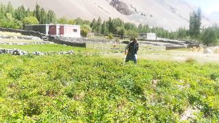 Sarwar is Watering to Potato's Field in Misgar