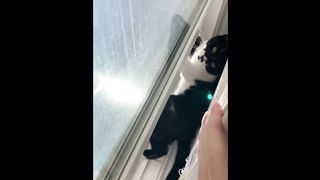 FUNNY CAT MEMES COMPILATION OF 2023 V10