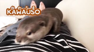 ❤️【1 HOUR】Otter Cute Sweet Funny 2022