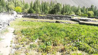 Famous Potato's in Misgar Valley