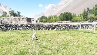 My Potato's Field in Misgar Village.