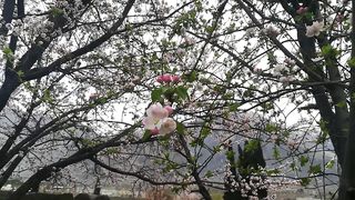 Flowers in Misgar in Summer Season