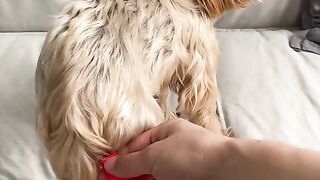 Funny DOGS Will Make Your Day - Funniest DOG Videos #cat #funny #funnycats #funnyshorts #funnyvideo #shortvideo #short #shorts