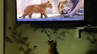 The Cat is Watching the Movie The Lion King - Funniest Cat Videos #cat #funny #funnycats #funnyshorts #funnyvideo #shortvideo #short #shorts