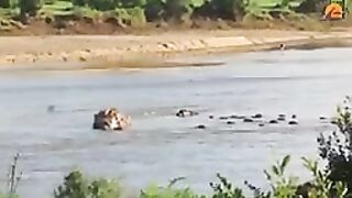 Stranded Lion