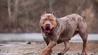 Pitbull #tabesh_13 #kalmachoklahore #markhal_1 #pitbull #petlover