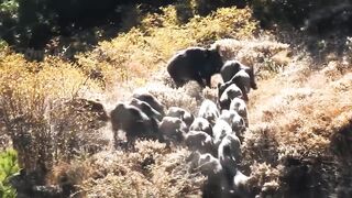 Everything About 8,900,000 Wild Boars In America - Animals Of America