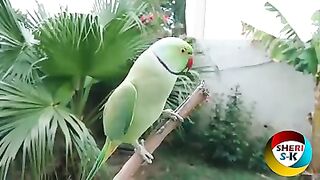 Pakistani parrot