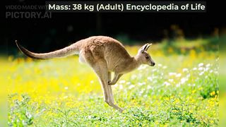 Kangaroos for Kids (Australian Native Animal )