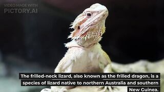 Frilled Neck Lizard (Native reptile of Australia )