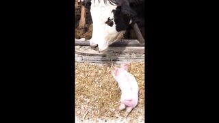 Funniest Animals Compilation - Best Of The 2022 Funny Animal Videos - TRY NOT TO LAUGH!  #animals #funny #funnyanimals