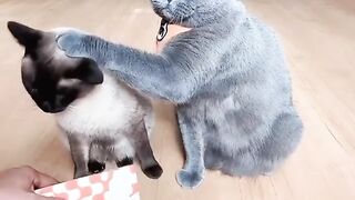 cute cats 3