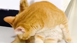 Funniest Cats and Dogs Part 8