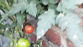 Growing tomatoes | Gardening