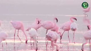 Beautiful birds 3