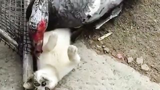 cat and duck fighting