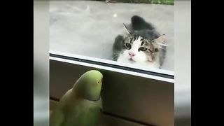 cat and parrot fightc