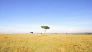 Lion kill a cheetah cub