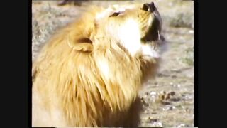 Lion Hunting Strategy (Full Episode) national geographic Documentary