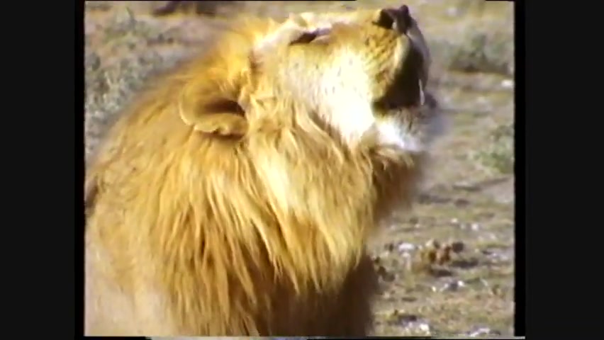 Lion Hunting Strategy (Full Episode) national geographic Documentary