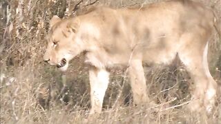 Lion Eating own Cub lion pride documentary national geographic