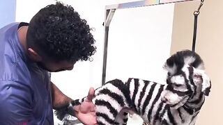 Anjing apa zebra ???