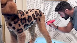 Anjing leopard ???