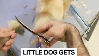 Cute dog gets a fresh cut ✂️ ????