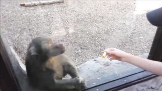 Monkeys react to magic 3