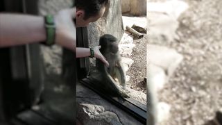 Monkeys Reaction to Magic ????- Funny Monkey Videos [Funny Pets]